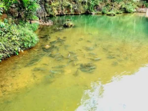 Hang cá thần Văn Nho