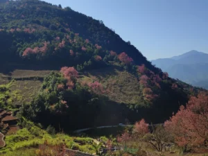 La Pan Tan Viewpoint