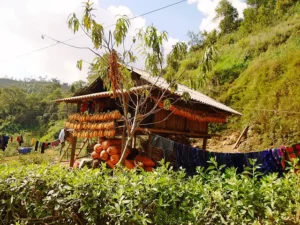 La Pan Tan Viewpoint