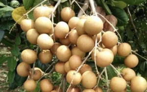 Vườn nhãn cổ trên trăm tuổi