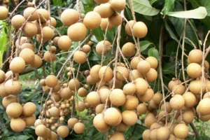 Vườn nhãn cổ trên trăm tuổi
