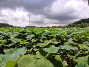 Đầm Sen Kỳ Sơn