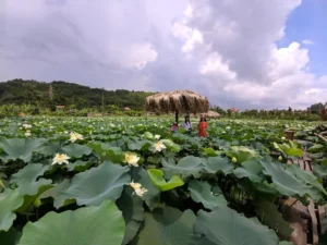 Đầm Sen Kỳ Sơn