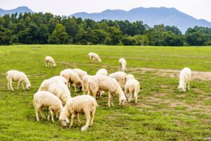 Đồng Cừu Ysa Núi Hòn Vàng Krong Pha