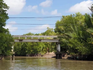 Rừng Đước Đất Mũi