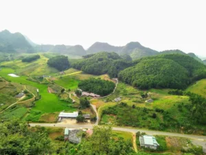 Rừng Thông Hua Tạt