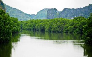 rừng ngập mặn Cát Bà