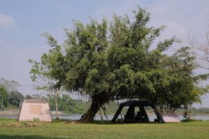 Bãi cỏ ven suối Quốc Oai