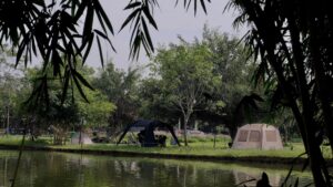 Bãi cỏ ven suối Quốc Oai