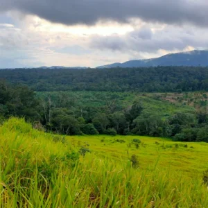 Đồi Cỏ Măng Đen