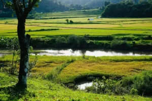 Đồi Cỏ Măng Đen