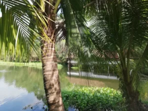 Khu Du Lịch Sinh Thái Đọt Champa