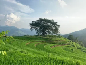Miếu Bản Cây Đa