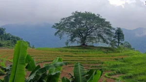 Miếu Bản Cây Đa