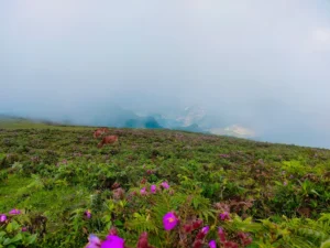 Thảo Nguyên Nhỏ - Sa Pa - Lào Cai