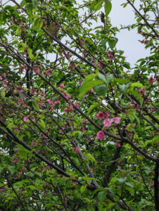 Vườn hoa Anh đào Lê Đức Thái