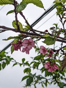 Vườn hoa Anh đào Lê Đức Thái