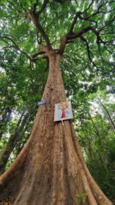 Rừng Nguyên Sinh Phước Bửu