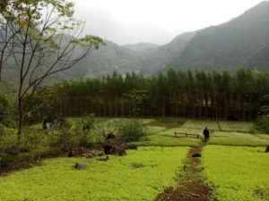 Thung lũng hoa Quảng Chu