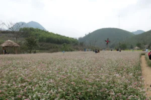 Thung lũng hoa Quảng Chu