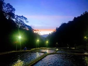 Trang Trại Nuôi Cá Hồi Cá Tầm Khau Phạ