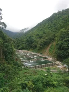 Trang Trại Nuôi Cá Hồi Cá Tầm Khau Phạ