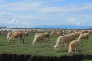 Cánh Đồng Cừu Mũi Dinh