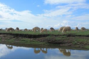 Cánh Đồng Cừu Mũi Dinh