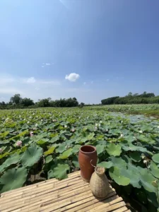 Đầm Sen Núi Nấm Thái Nguyên