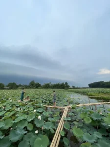 Đầm Sen Núi Nấm Thái Nguyên