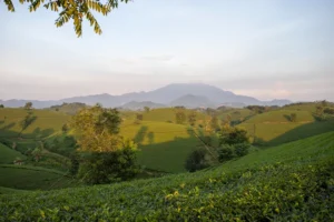 Đồi Chè Móng Ngựa Long Cốc