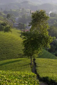 Đồi Chè Móng Ngựa Long Cốc