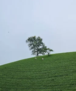 Đồi Chè Móng Ngựa Long Cốc