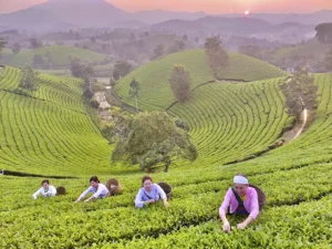 Đồi Chè Móng Ngựa Long Cốcv