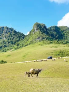 Đồi Cỏ Phan Thanh