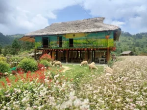 Kale Farm Bắc Hà