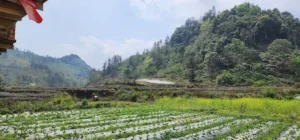 Kale Farm Bắc Hà
