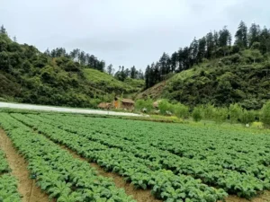Kale Farm Bắc Hà