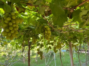 Khu Du Lịch Sinh Thái Nam Hương