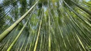 Rừng trúc Lũng Pán