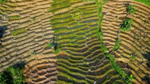 Ruộng bậc thang Kon Pin