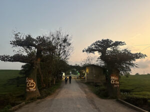 Đồi chè Mộc Châu