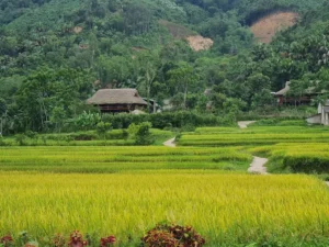 Nghĩa Đô Xanh
