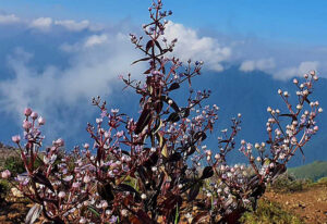 Trekking Tà Chì Nhù