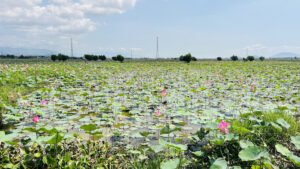 Cánh đồng sen Ninh Thọ