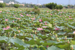 Cánh đồng sen Ninh Thọ