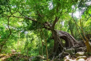 Cây đa Con Nai