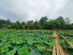 Đầm Sen Chùa Phổ Linh