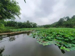 Đầm Sen Chùa Phổ Linh