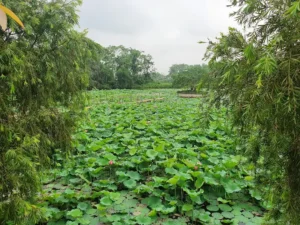 Đầm Sen Chùa Phổ Linh